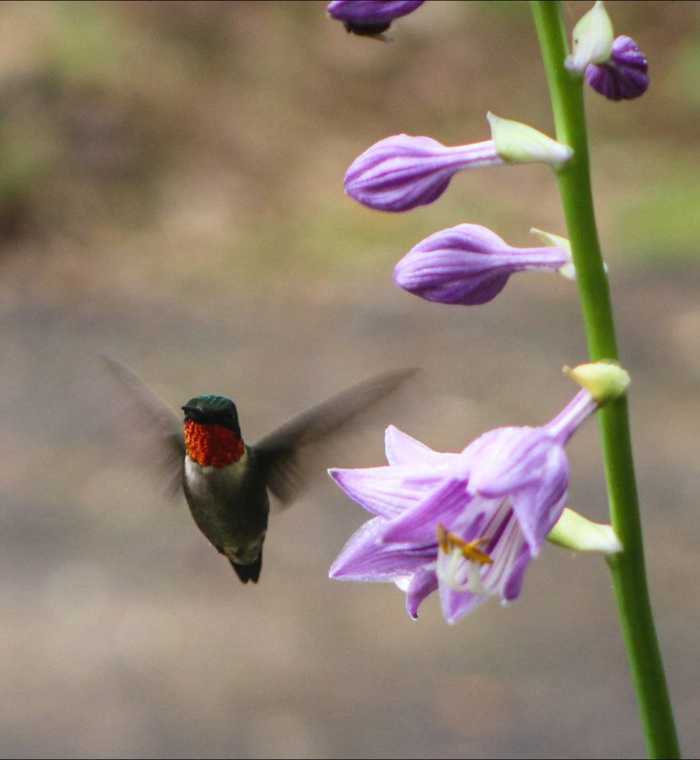 humingbird B Fuller